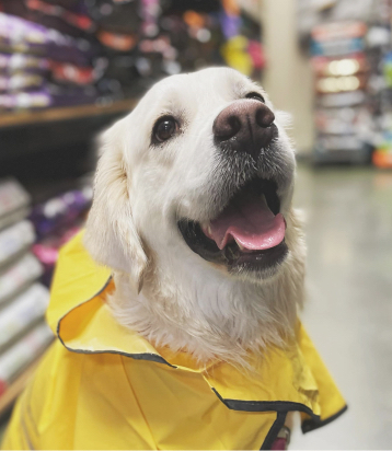 Ash's dog Lucy in a yellow raincoat